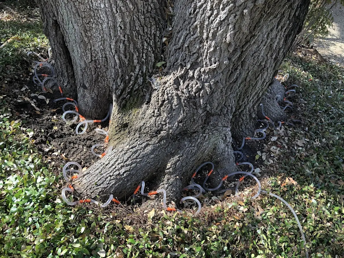 Detailed Tree Cabling and Bracing job site in Maplecrest