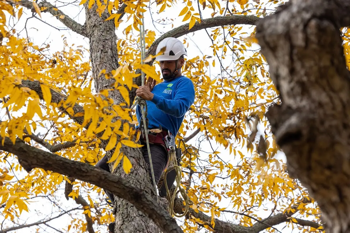 Skilled Tree Trimming crew working in Maplecrest